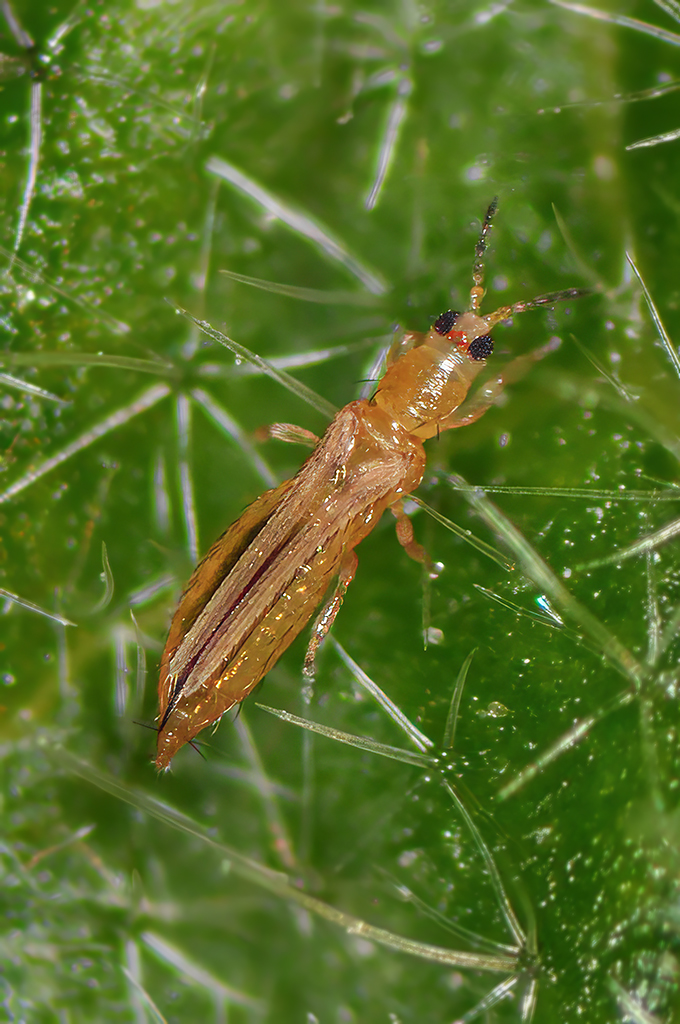 A brown adult melon thrips on green plant matter.