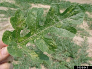 A watermelon leaf showing silvering due to thrips feeding.