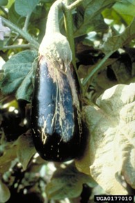 A scarred dark eggplant fruit.