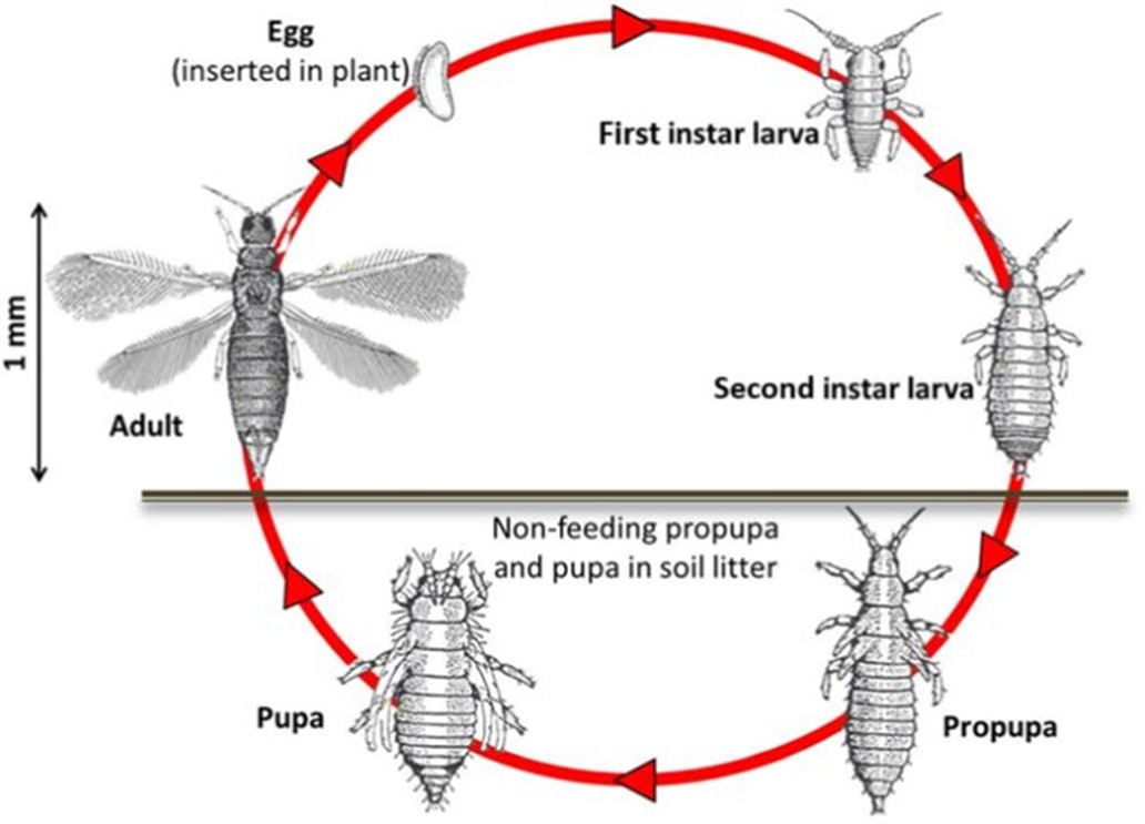The circular life cycle of the melon thrips: egg (inserted in plant); first instar larva; second instar larva; non-feeding propupa; non-feeding pupa; adult.