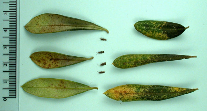 Under surface of infested leaves showing brown stippling and upper surface of leaves with yellow spotting