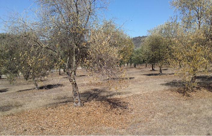 Olive tree that has dropped most of its leaves