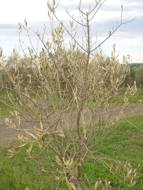 An olive tree becoming bare