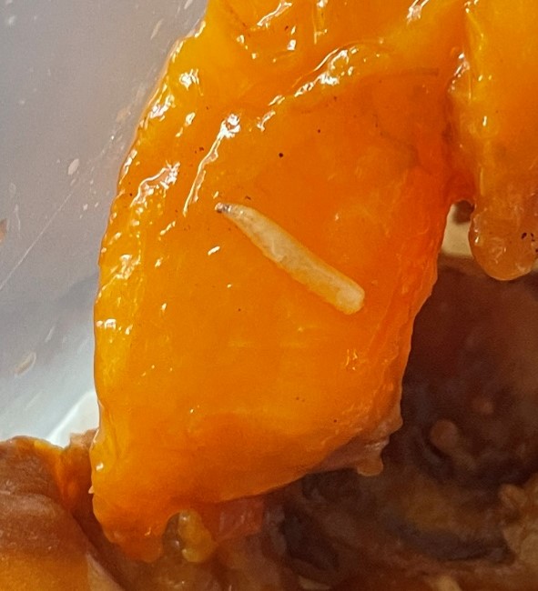Maggots of the oriental fruit fly
