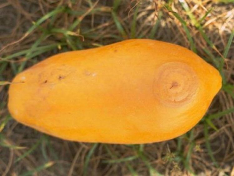 Damage to a papaya from oriental fruit fly