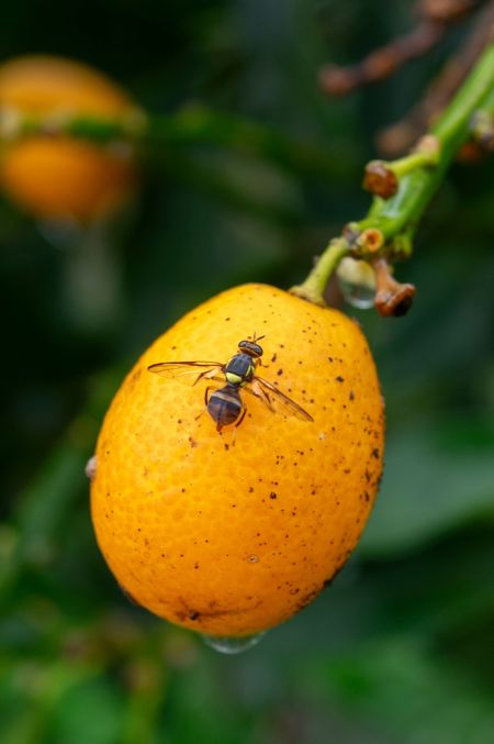 Figure 4. Adult Oriental fruit fly resting on immature fruit.