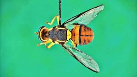 An adult oriental fruit fly pinned on a board.
