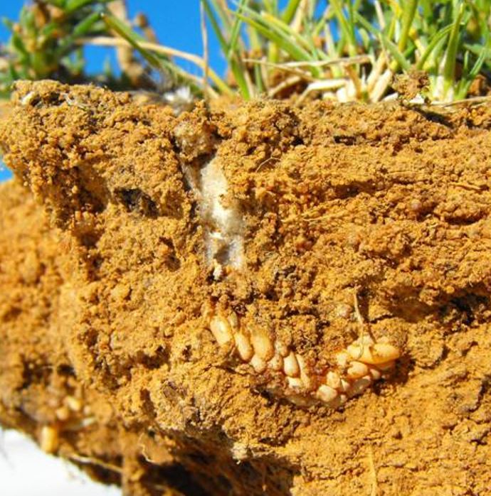 Section of ground showing locust egg pod and froth plug.
