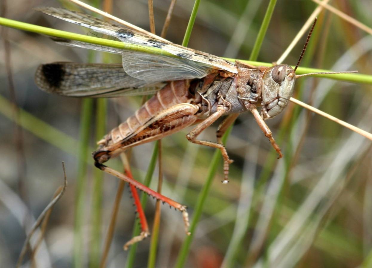 Adult Australian plague locust showing dark spot on wing tip and red hind legs