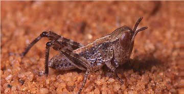 Dark brown hopper