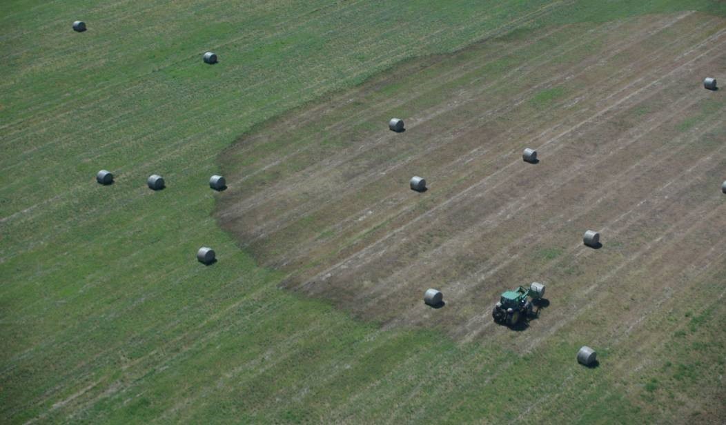 Hopper bands form what looks like a dark stain on the ground when looking from above