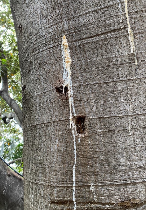 Tree with white sappy material on trunk.