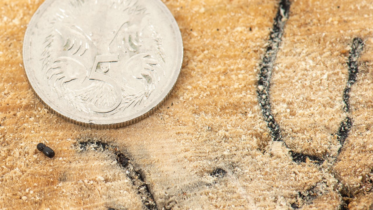 A small beetle next to 5 cent piece.