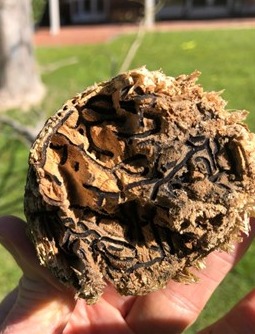 Tree branch section showing beetle galleries