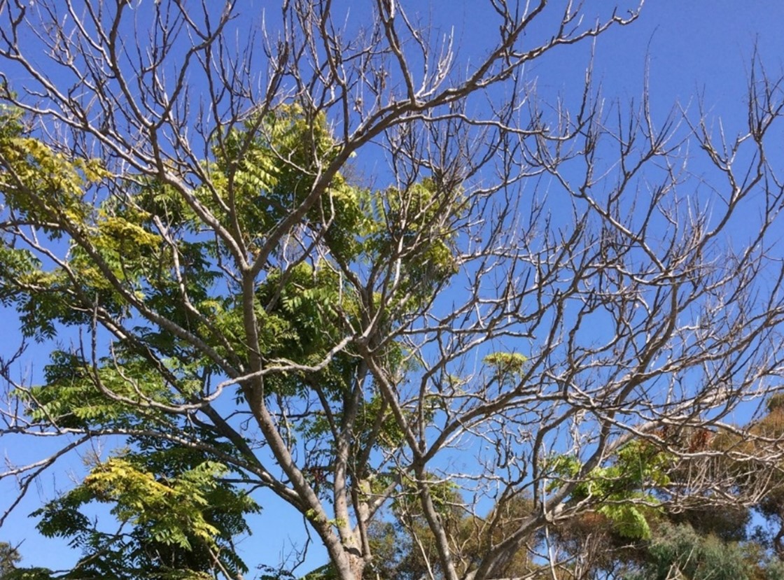 Tree with dying branches.