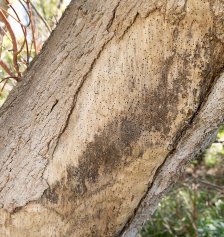 Tree trunk covered with small holes.