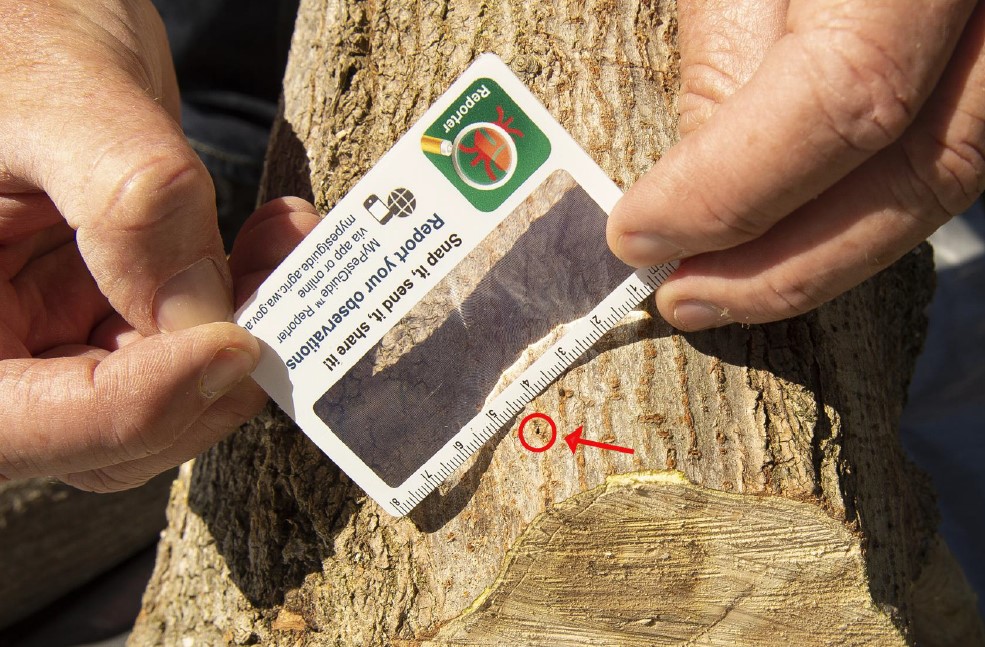Man holding ruler near small hole in a tree trunk.
