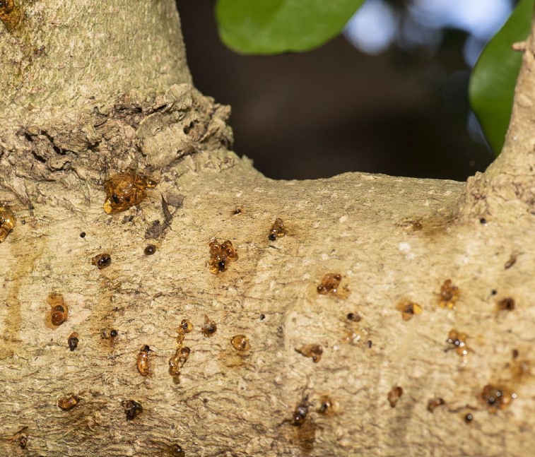 Tree branch with gummy resin oozing from holes.