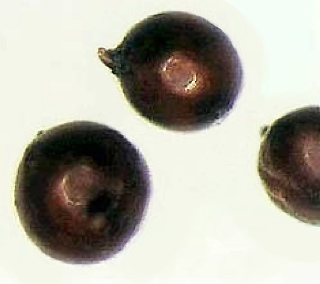 Magnified view of dark PCN cysts