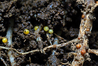 Immature yellow PCN cysts and some darker orange, mature cysts in soil