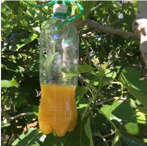 Plastic bottle with orange juice hanging from tree