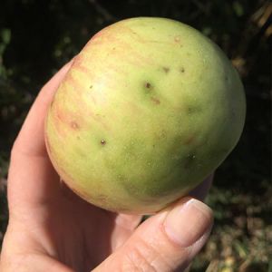 به دنبال علائم نیش در پوست / قشر بیرونی 