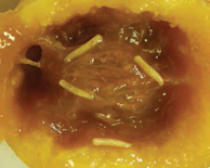 Maggot-infested peach