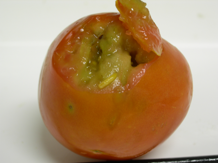 Queensland fruit fly sting mark and maggot on cut tomato