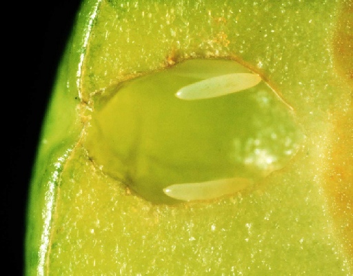 Long white eggs inside an open piece of fruit