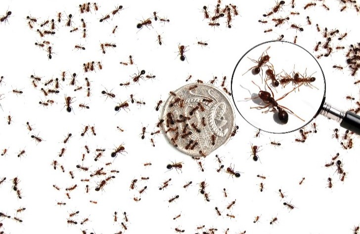 Fire ants of different sizes on a white background.