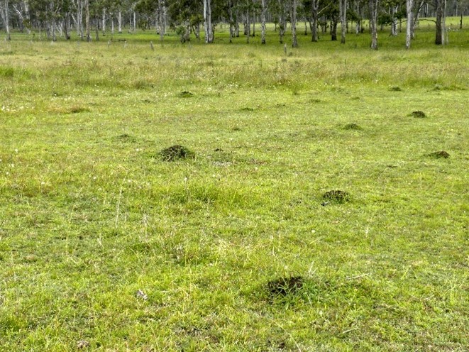 Multiple small fire ant nest mounds in a field.