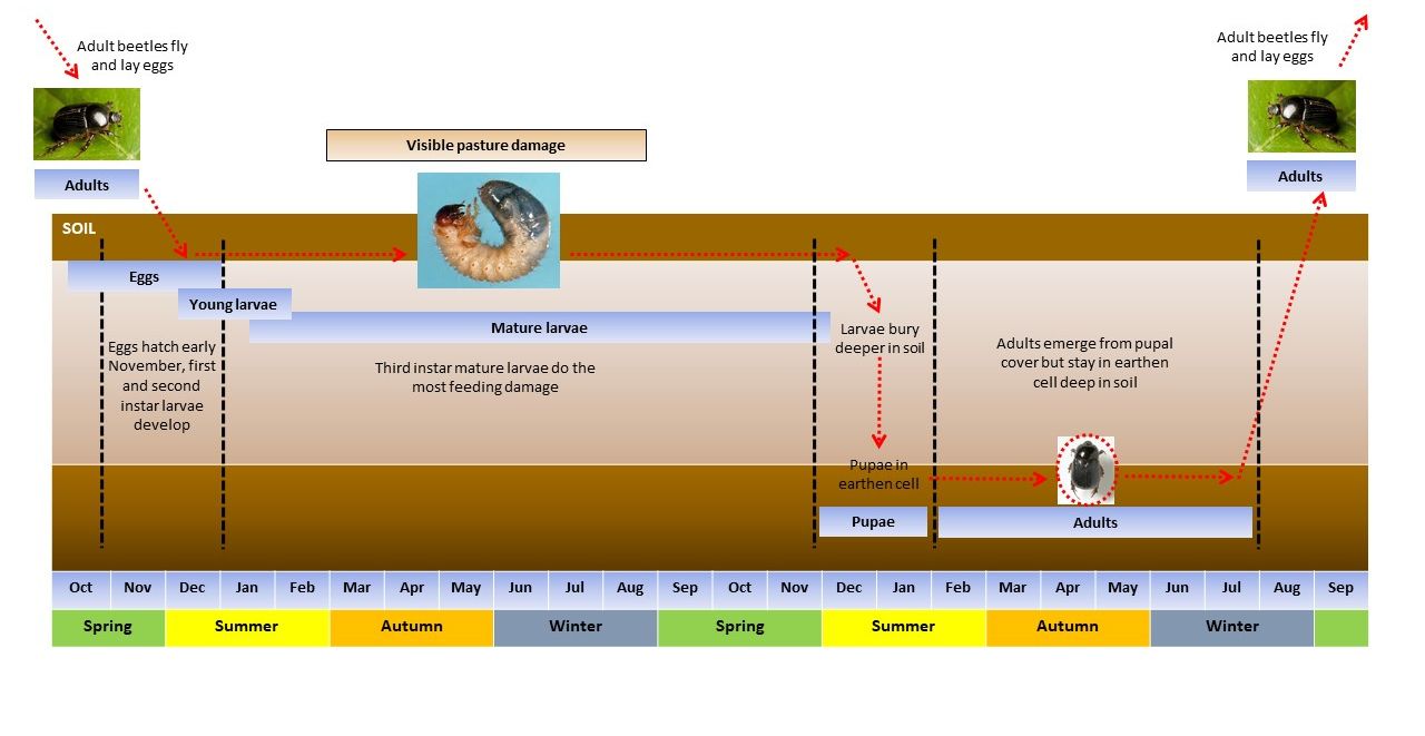 Figure 4: Two year life cycle of the redheaded pasture cockchafer Graph showing months and seasons along the bottom and drawings and descriptions of different life stages and across these seasons over two years.