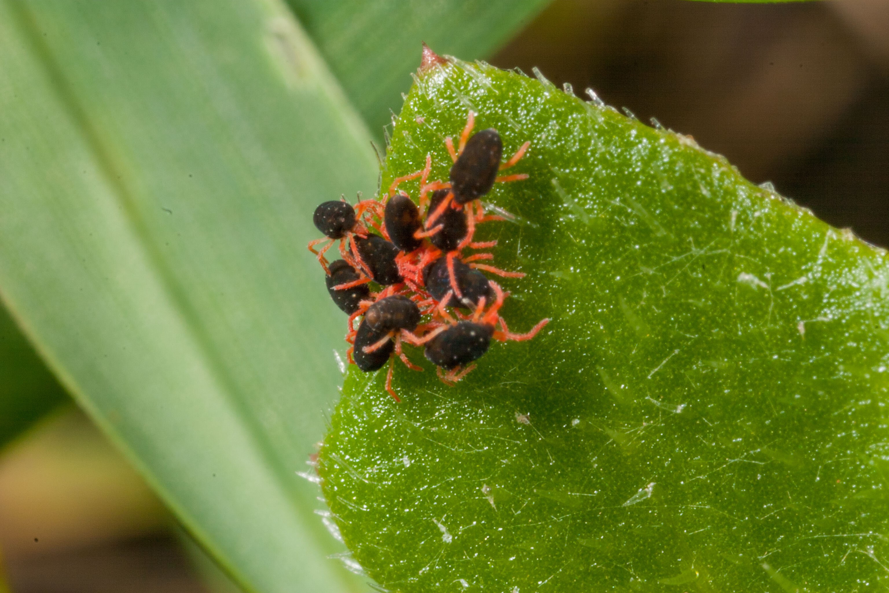 Photo of a group of redlegged earth mites feeding on a green leaf.