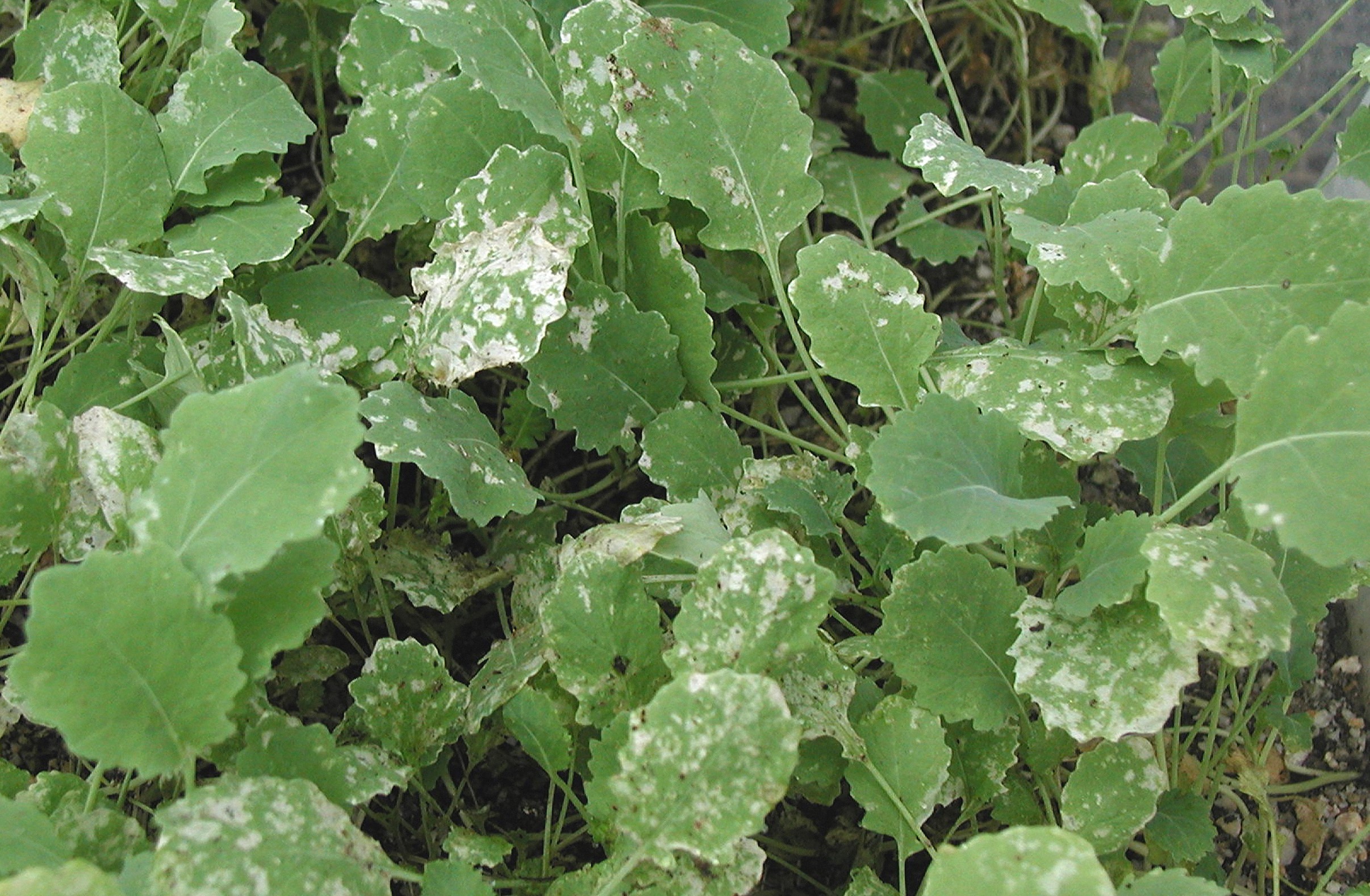 Canola plant showing silvering appearance on leaves caused by RLEM feeding damage.