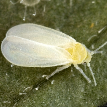Greenhouse whitefly adult has a flatter, wider body compared to the silverleaf whitefly adult