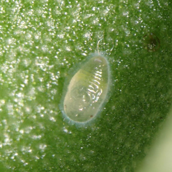 Crawlers are greenish-yellow, flattened, oval shaped