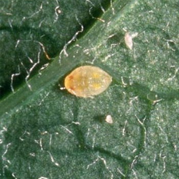 Pupae are dark yellow with obvious red eye spots