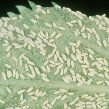 Hundreds of small white insects on a leaf