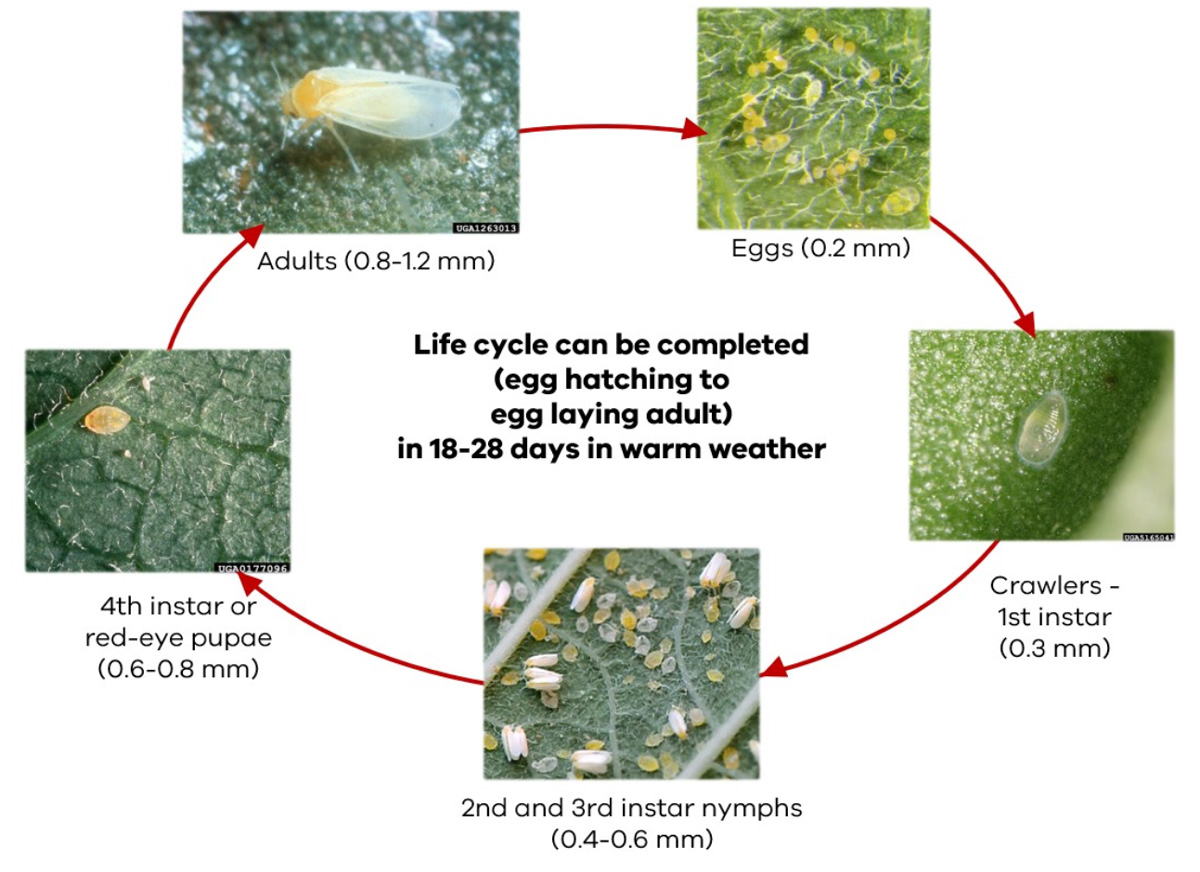 Silverleaf white fly lifecycle as described in text to follow