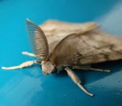 Figure 2. Spongy moth male showing feathered antennae