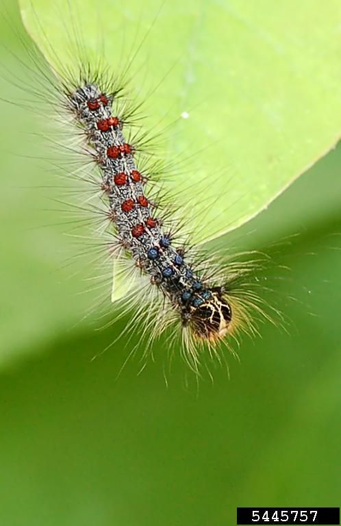 Figure 3. Asian spongy moth mature caterpillar showing distinctive markings.