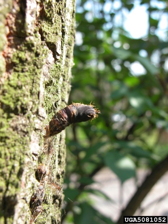 Figure 4. Spongy moth pupa attached to tree trunk.