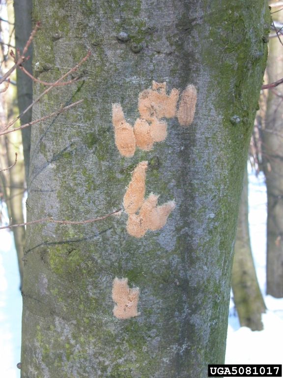 Figure 5. Spongy moth egg masses on tree trunk