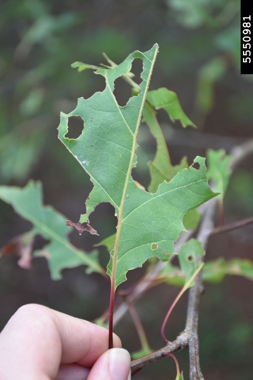 Figure 6. Spongy moth caterpillar damage to leaf.