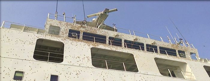 Figure 7. Spongy moth egg mass infestation on a ships exterior.