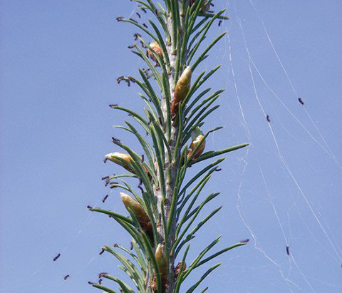 Fig 8. Tiny spongy moth caterpillars are getting ready to take flight on silken threads.