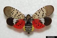 Figure 1. Adult Spotted lanternfly showing wing patterns. A small lanternfly, a spotted insect.