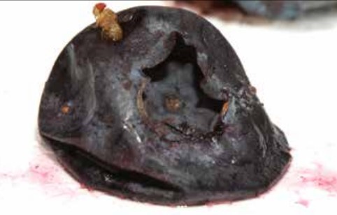 Figure 6. Adult spotted wing drosophila on collapsed blueberry. 