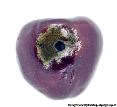 Figure 7.  Secondary damage to fruit caused by fungal rot.