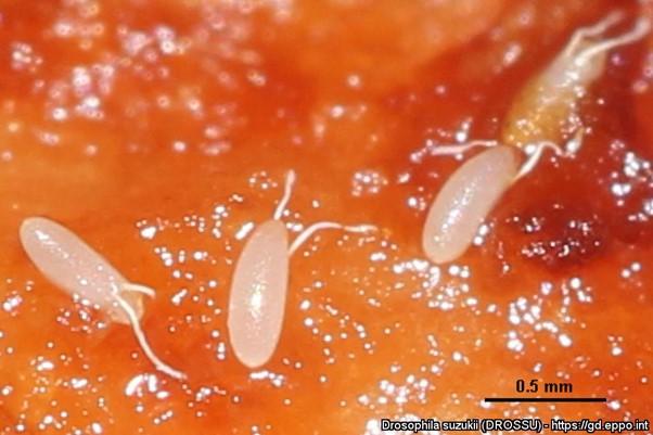 Figure 8. Spotted wing drosophila eggs. 